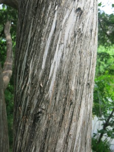 The characteristic bark of Northern White Cedar. Note the long, peely, vertical strips.