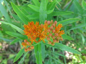 Asclepias tuberosa, called Butterfly Weed by wildflower enthusiasts and Pleurisy Root by herbalists.