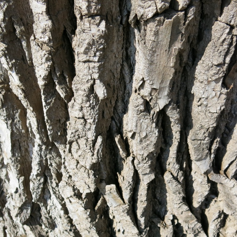 close up mature cottonwood bark