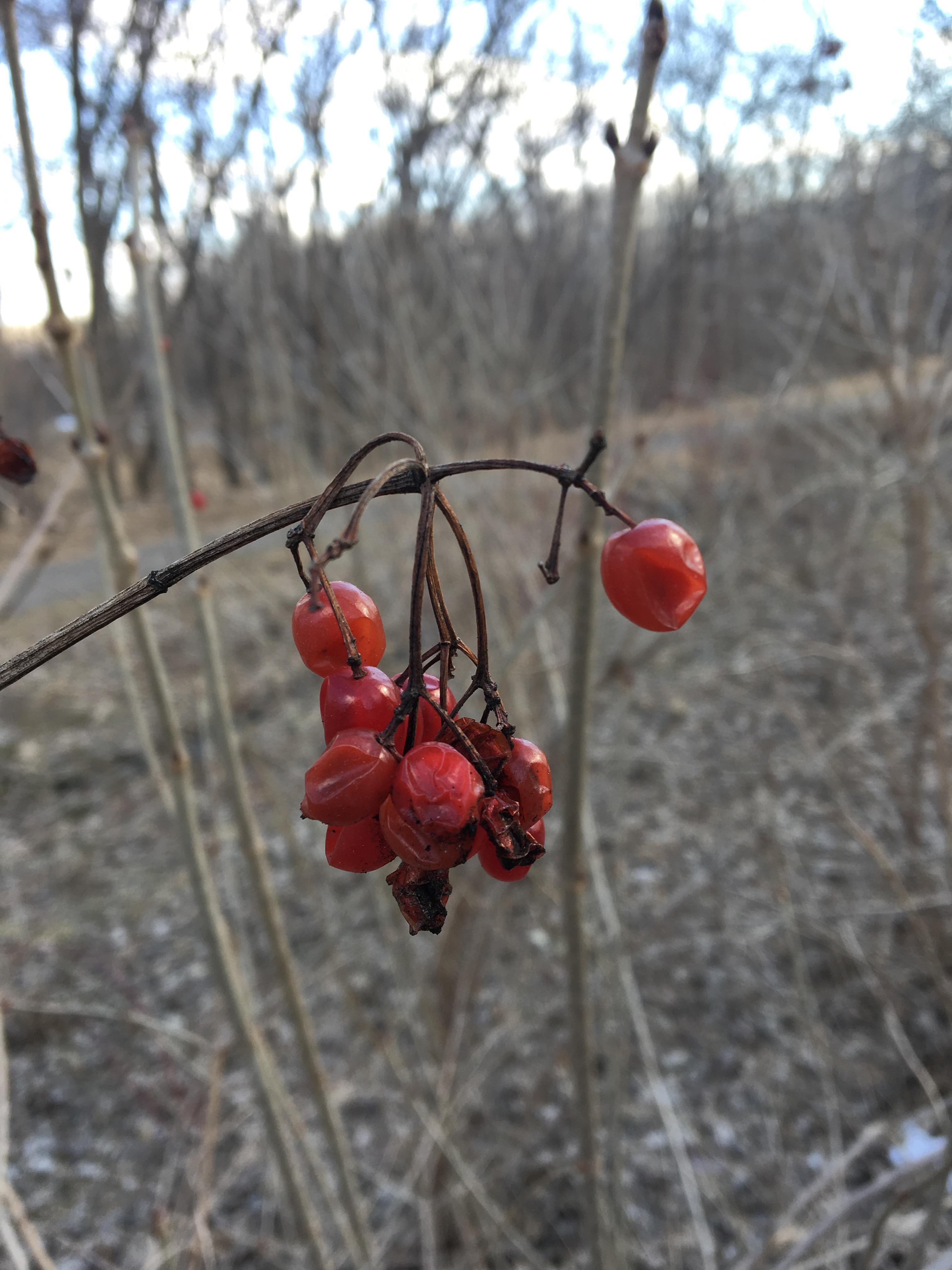 Foraging Highbush Cranberry For Food Medicine